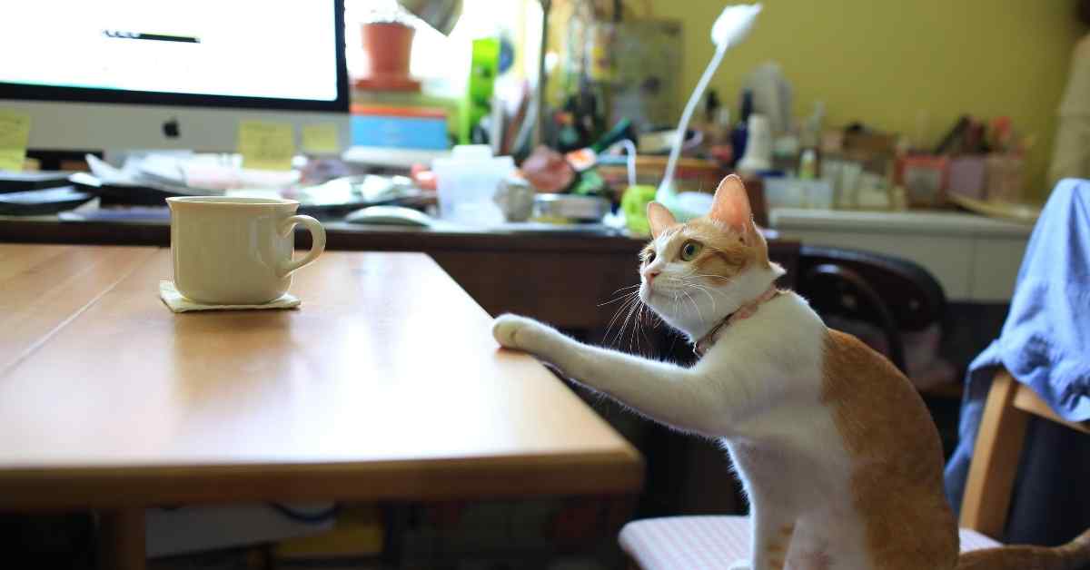 猫がコーヒーを飲むと大変です
